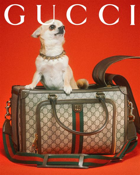 cool gucci dog|gucci pet slang.